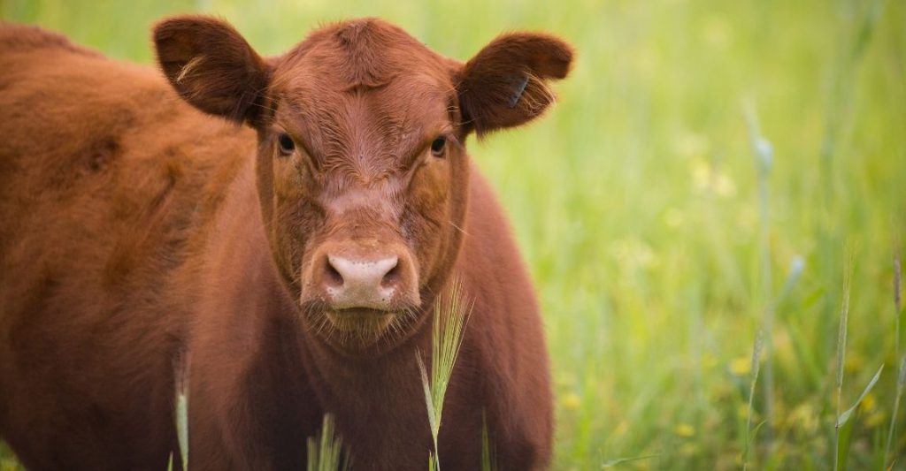 A Beginner’s Guide To Raising Beef Cattle – Toast Fried