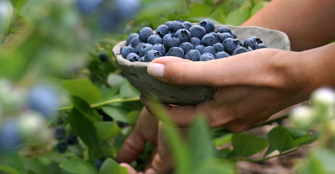 The Benefits of Eating Fresh Blueberries Regularly