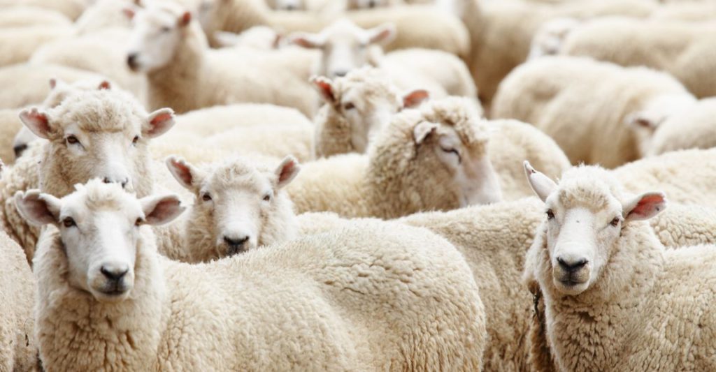 Low-Maintenance Animals To Raise on Your Ranch