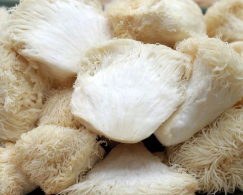 Tips for Preparing Lion’s Mane Mushrooms