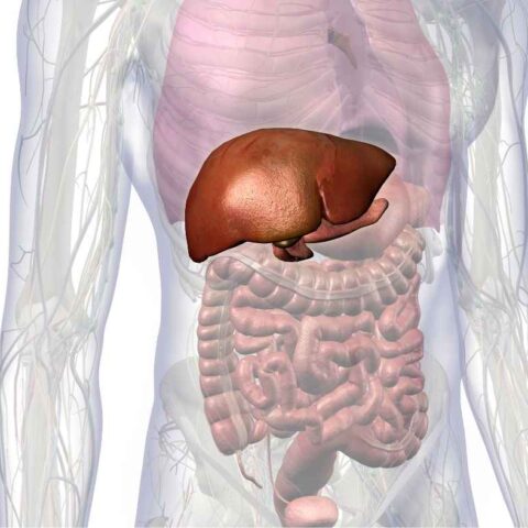 fatty liver diet