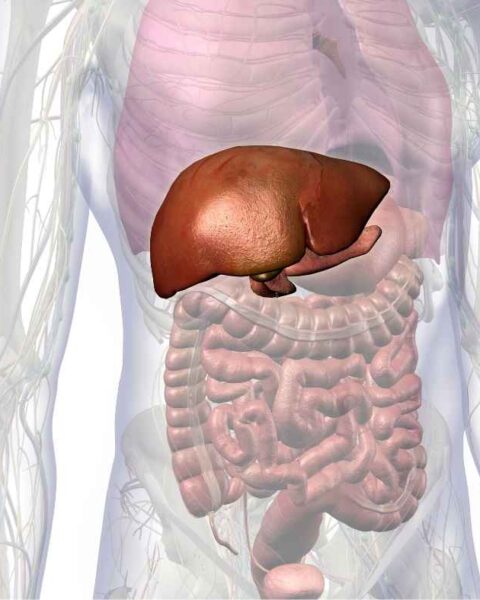 fatty liver diet