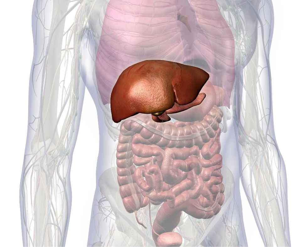 fatty liver diet